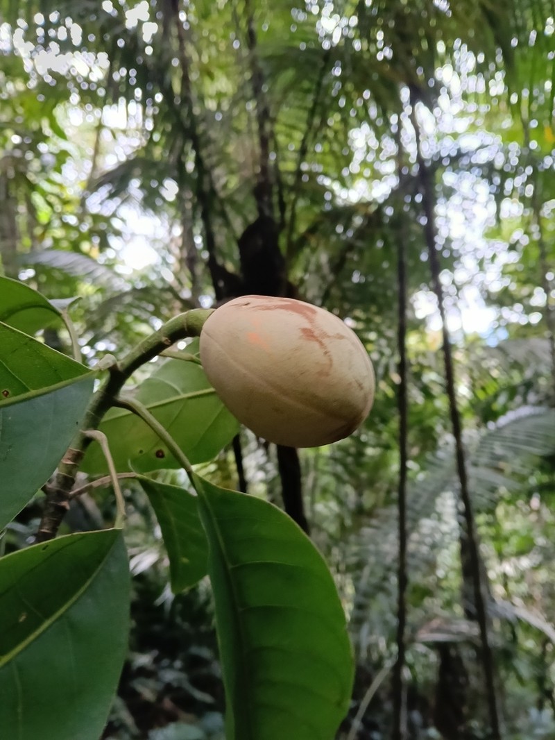 Magnolia cespedesii photo 3