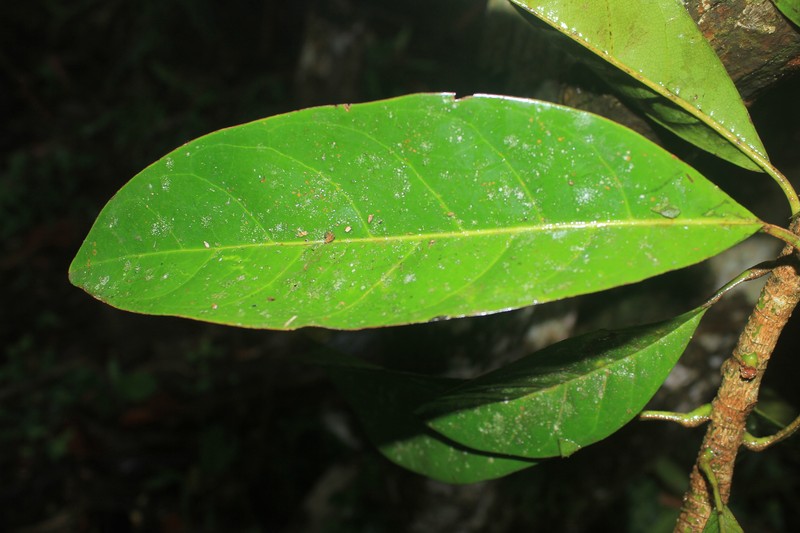 Magnolia cespedesii photo 8