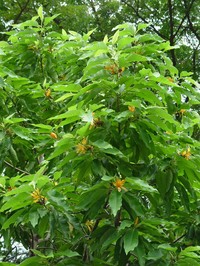 Michelia