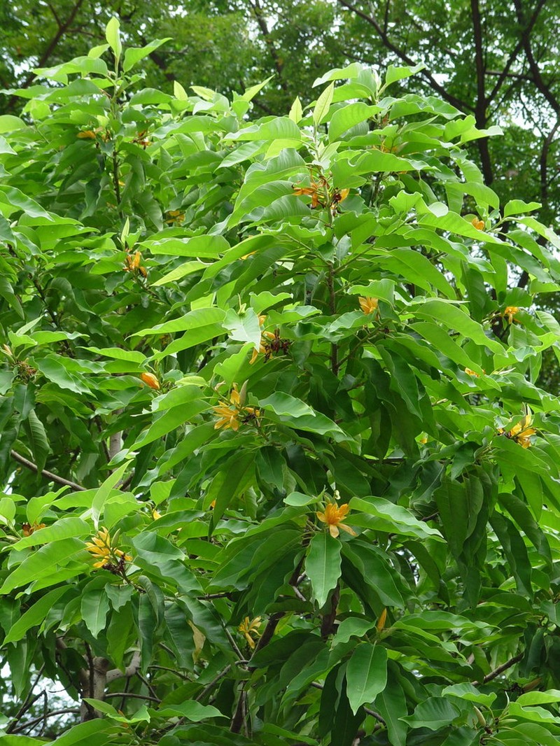 Michelia