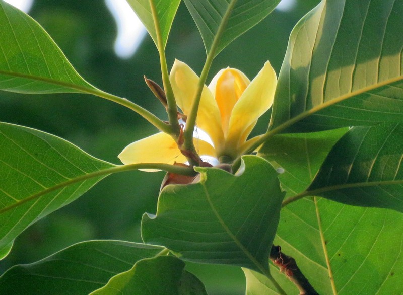 Magnolia champaca var. champaca