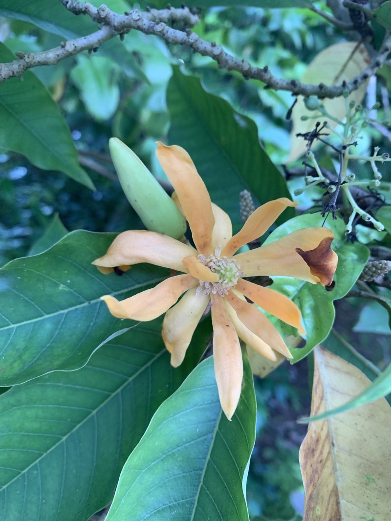 Magnolia champaca var. champaca photo 2