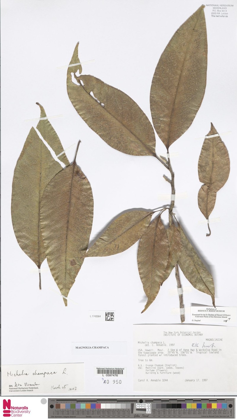 Magnolia champaca var. champaca photo 5