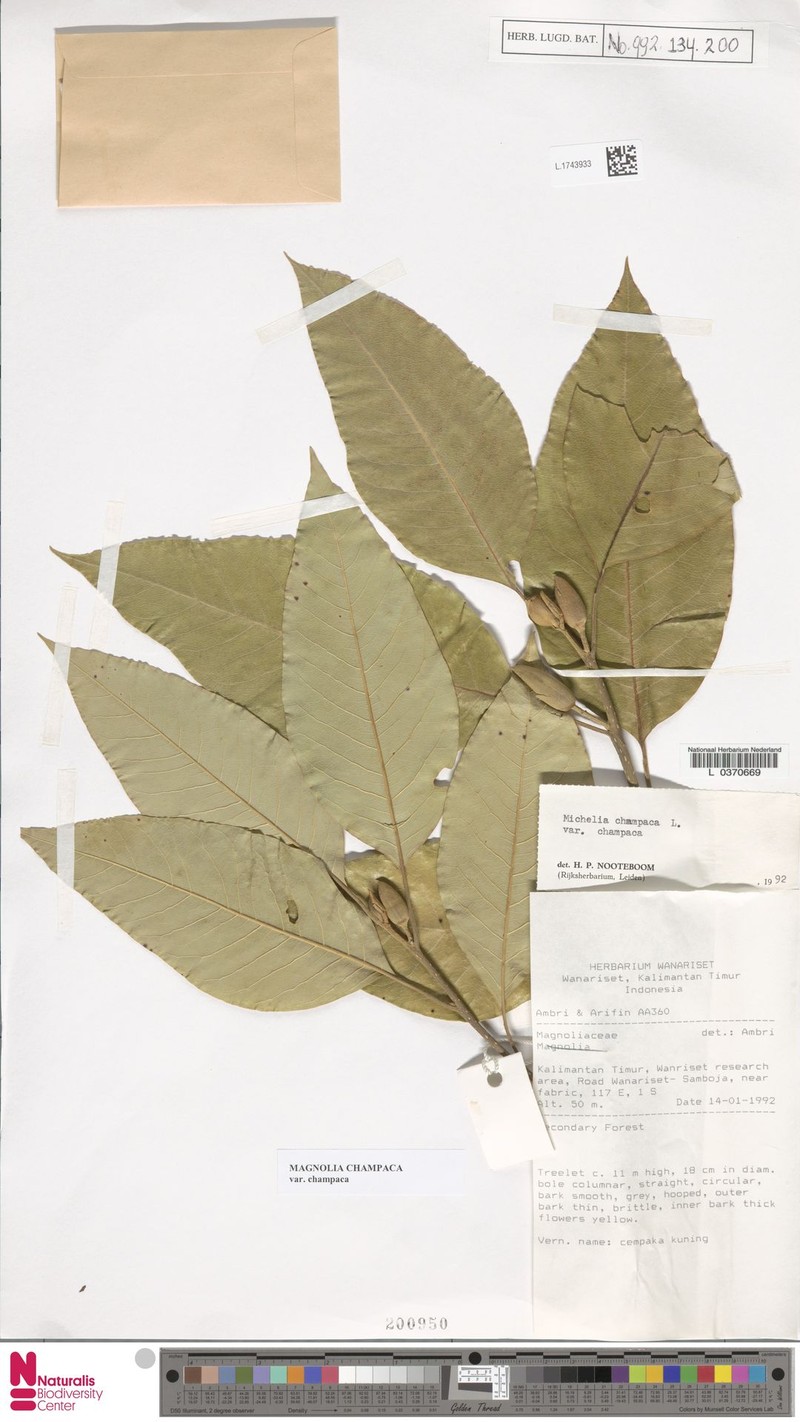 Magnolia champaca var. champaca photo 6