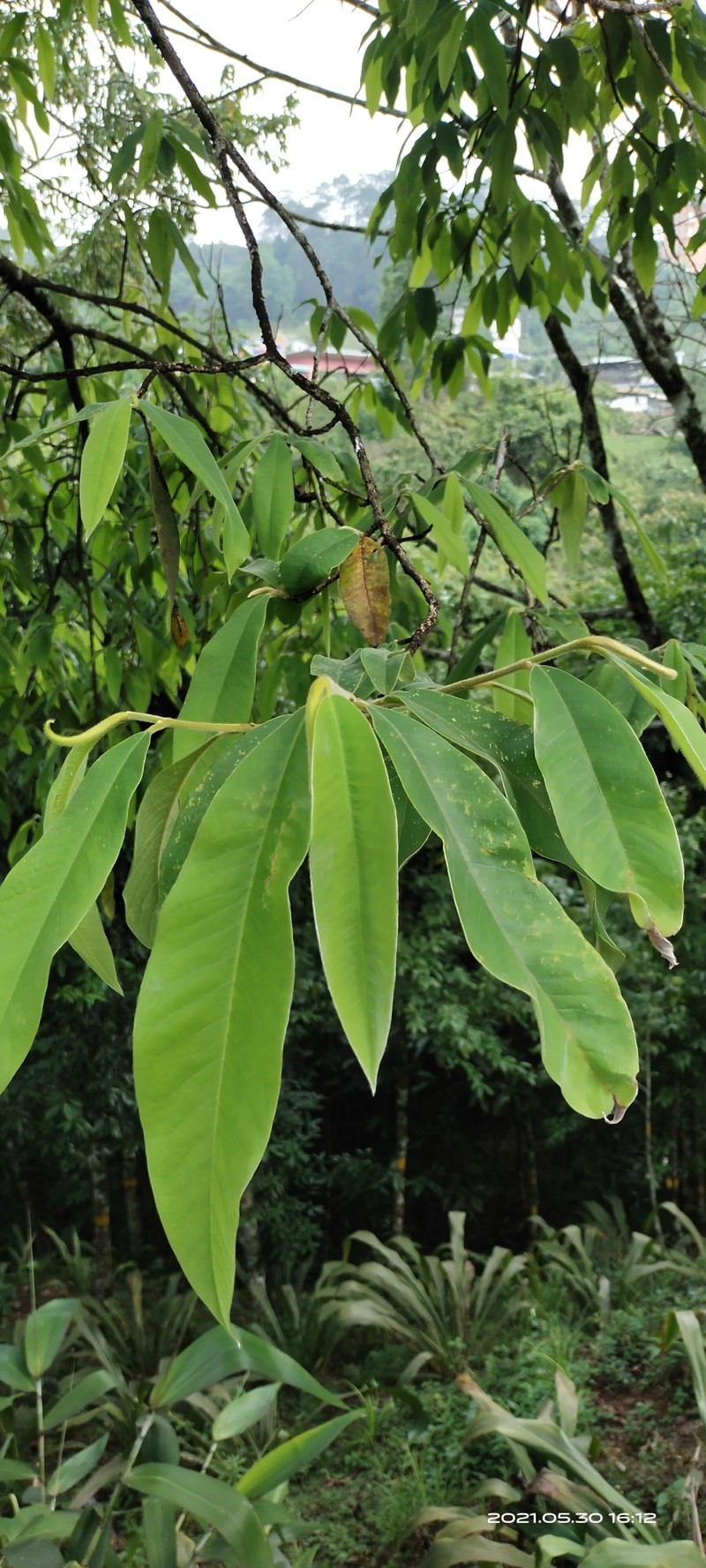 Magnolia champaca var. pubinervia