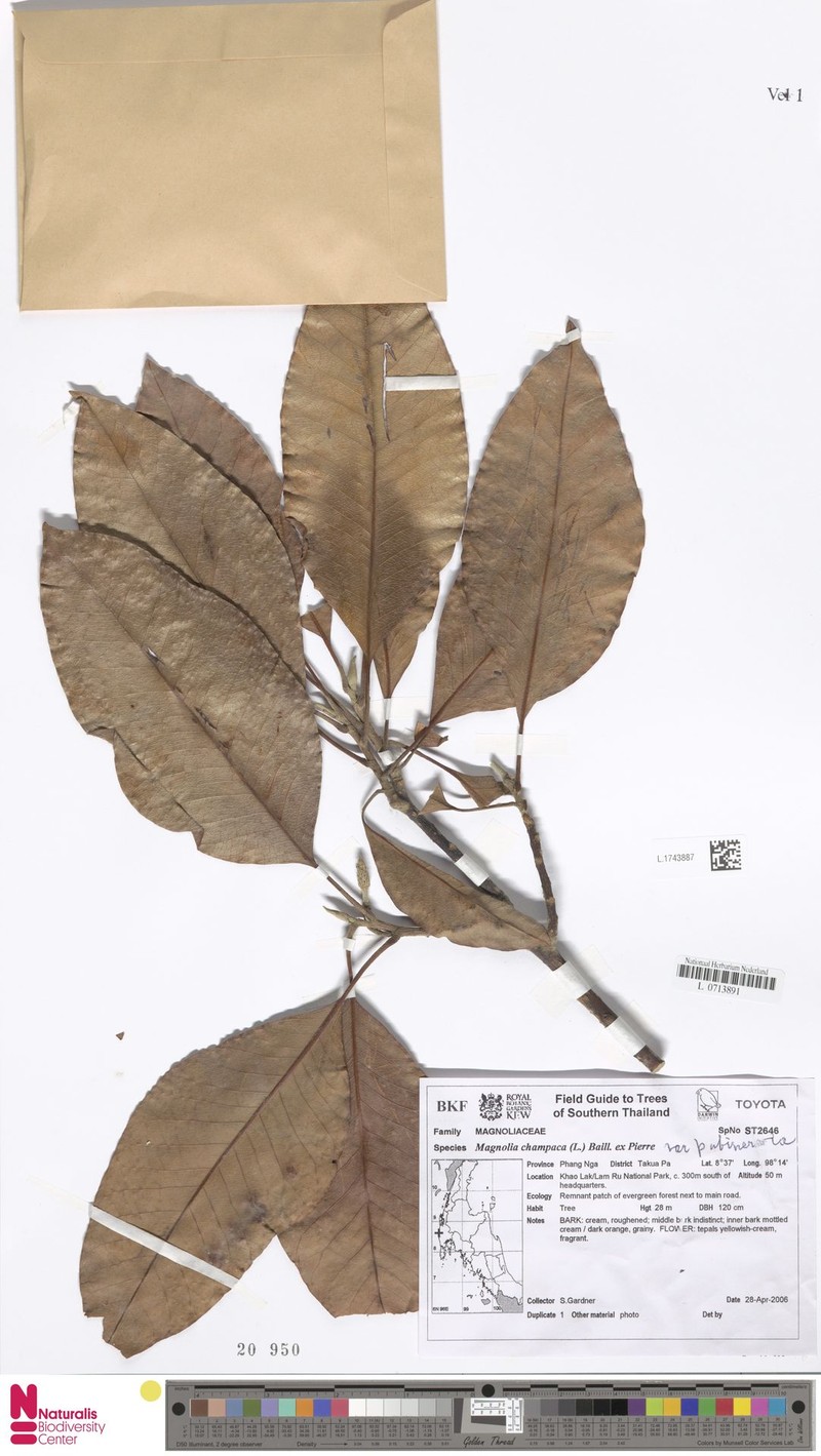 Magnolia champaca var. pubinervia photo 2