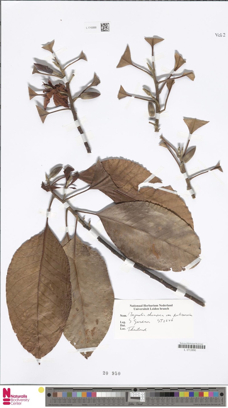 Magnolia champaca var. pubinervia photo 3