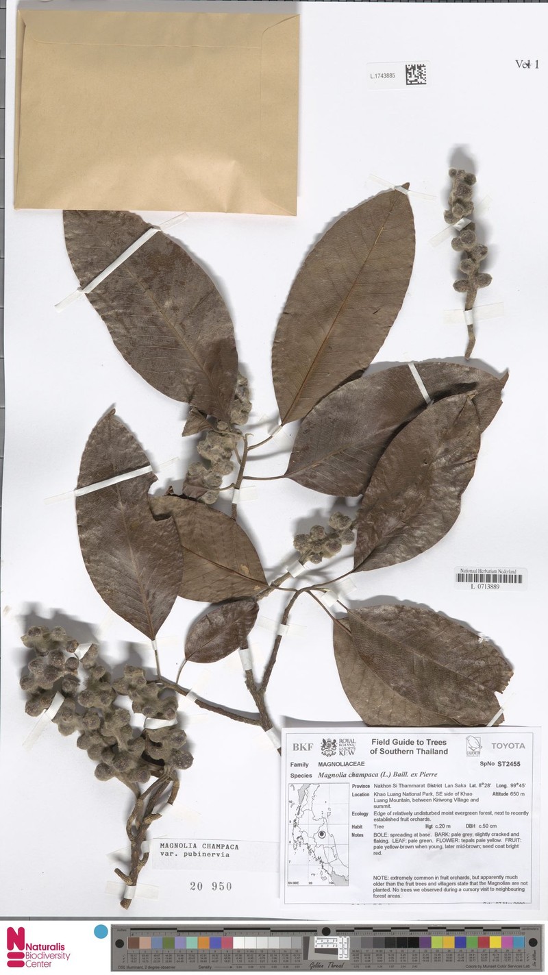 Magnolia champaca var. pubinervia photo 4