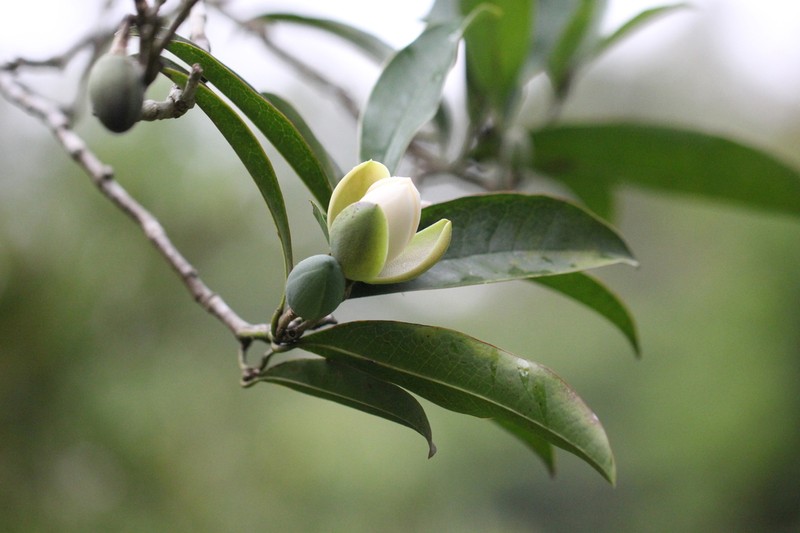 Magnolia championii photo 2