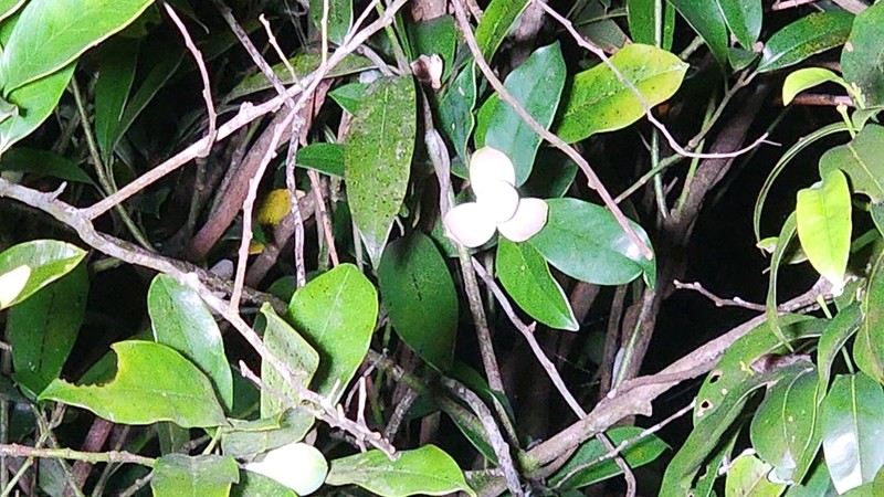 Magnolia championii photo 3
