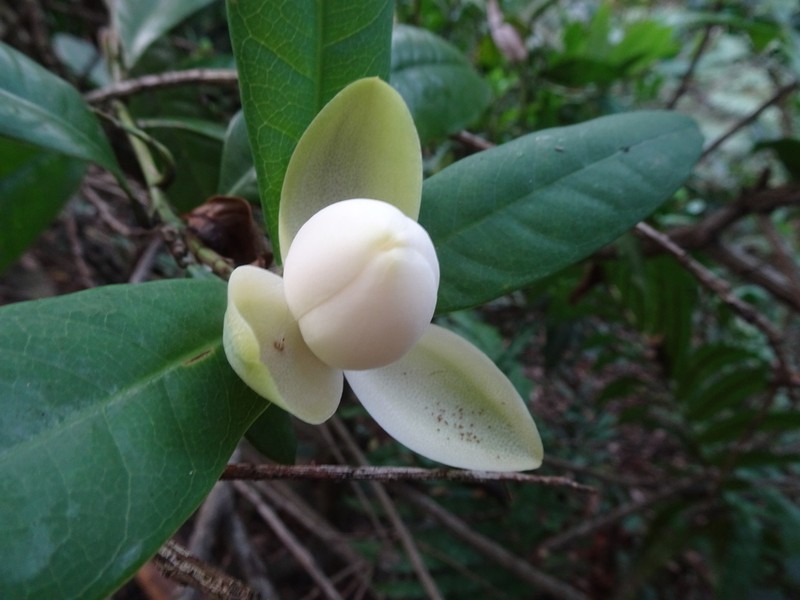 Magnolia championii photo 4