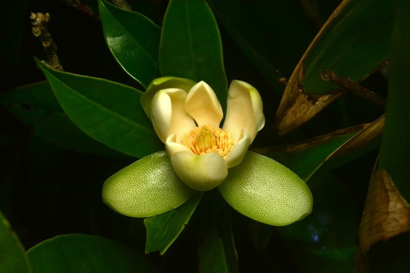 Magnolia championii photo 5