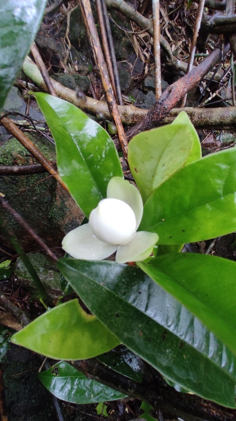 Magnolia championii photo 6