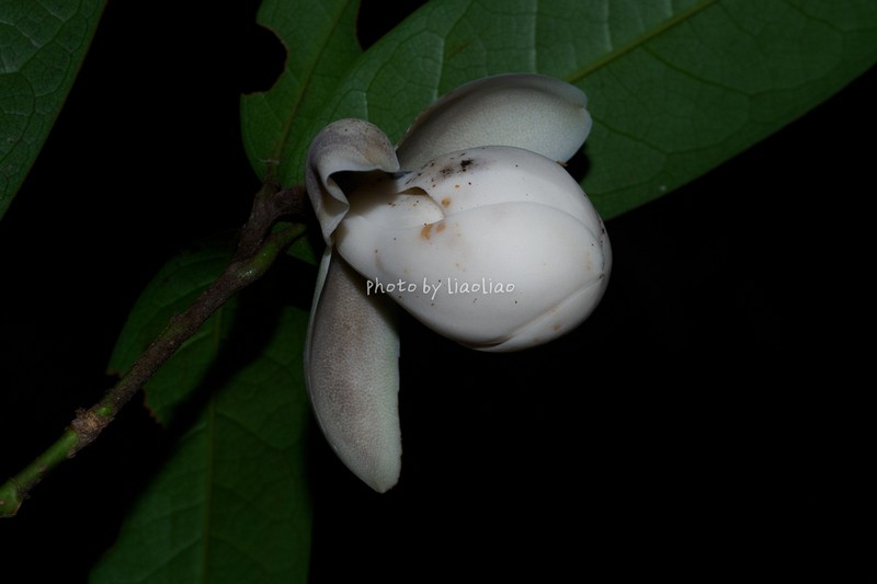 Magnolia championii photo 7