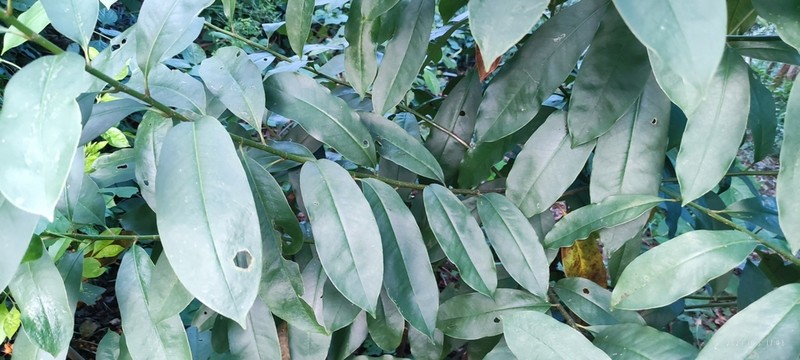Magnolia changhungtana