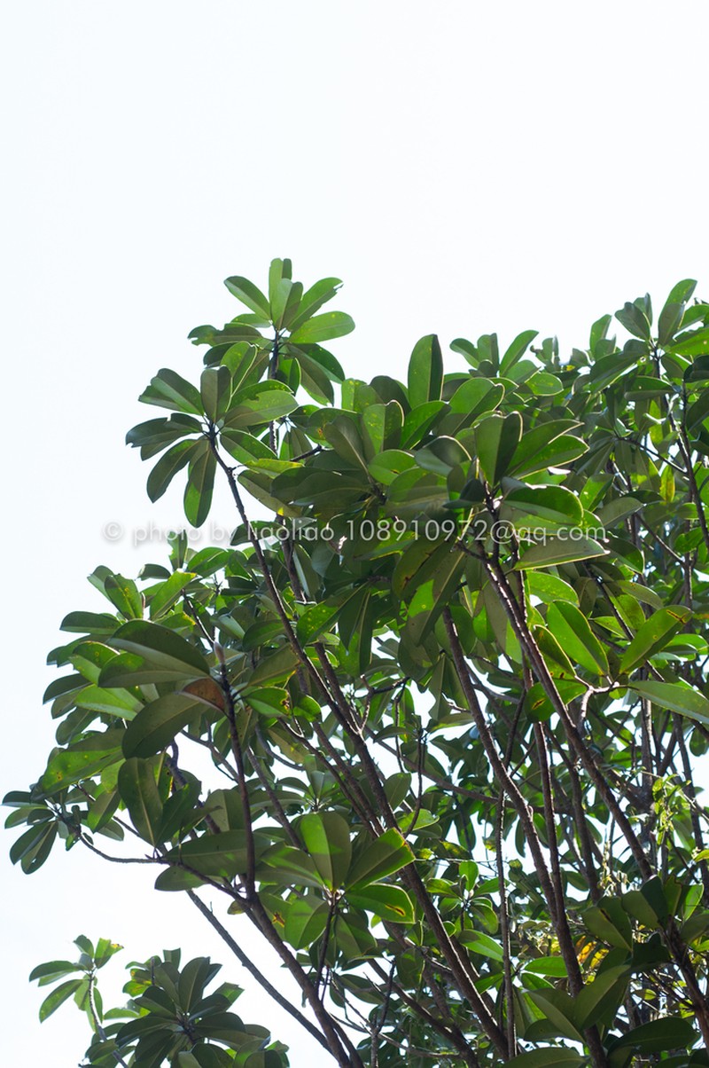 Magnolia changhungtana photo 3
