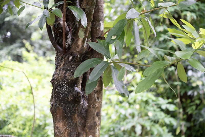 Magnolia changhungtana photo 4