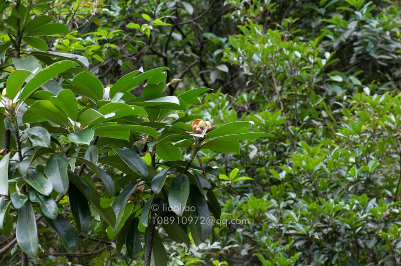 Magnolia changhungtana photo 5