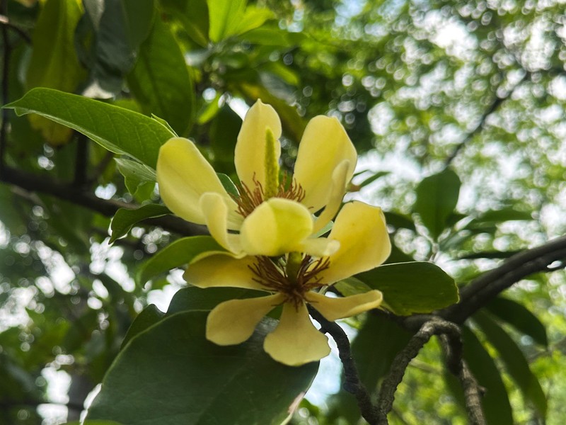 Magnolia chapensis photo 4