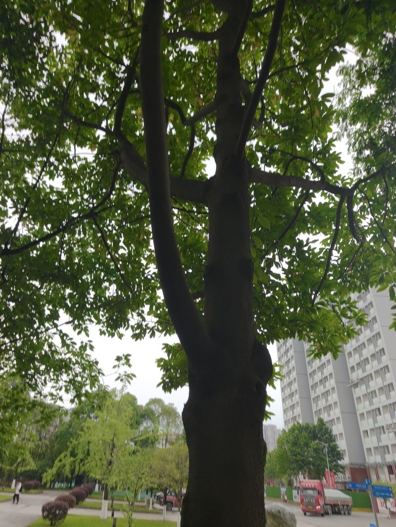 Magnolia chapensis photo 5