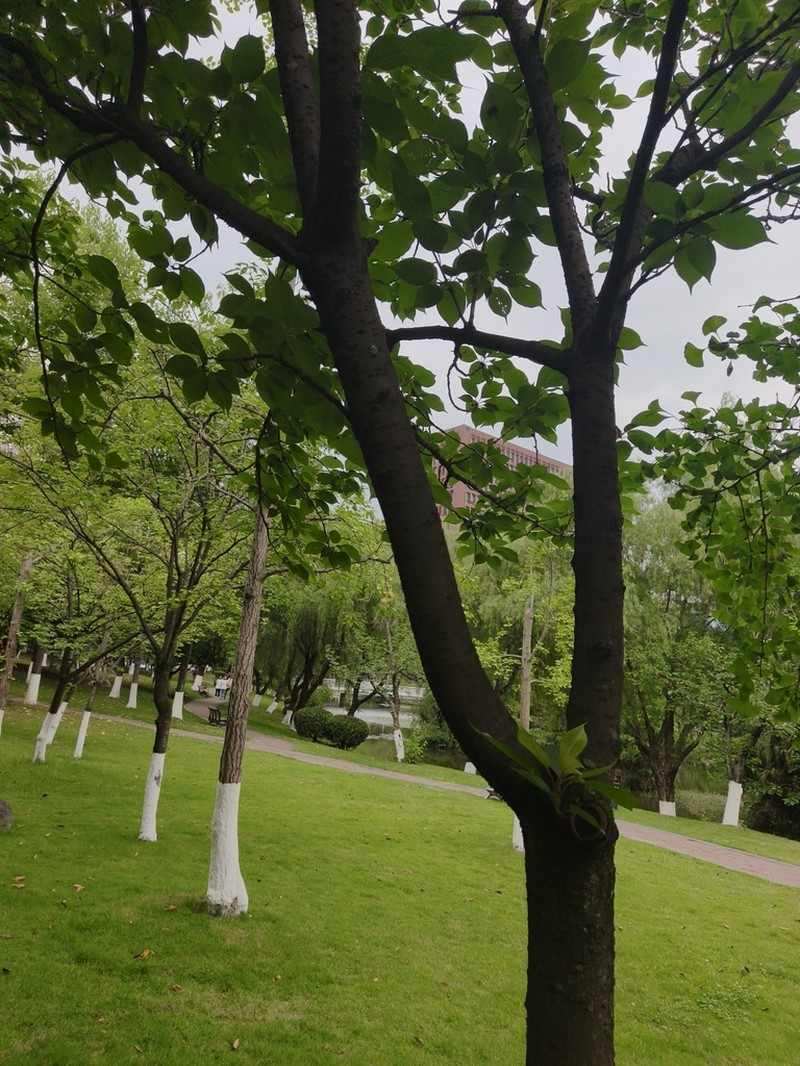 Magnolia chapensis photo 6