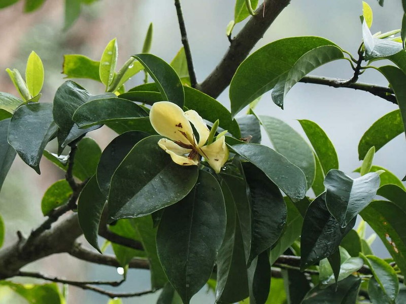 Magnolia chapensis photo 7