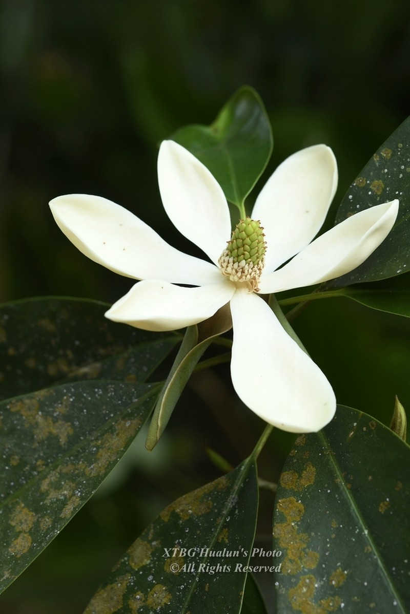 Magnolia chevalieri