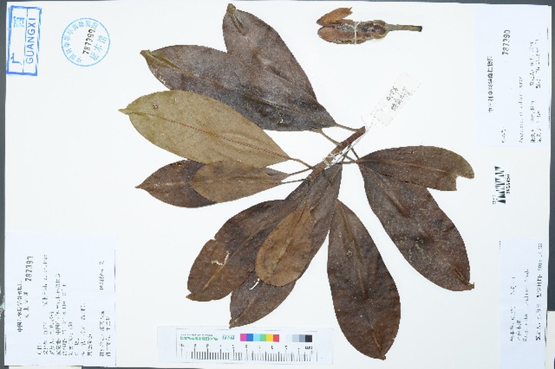 Magnolia chevalieri photo 2