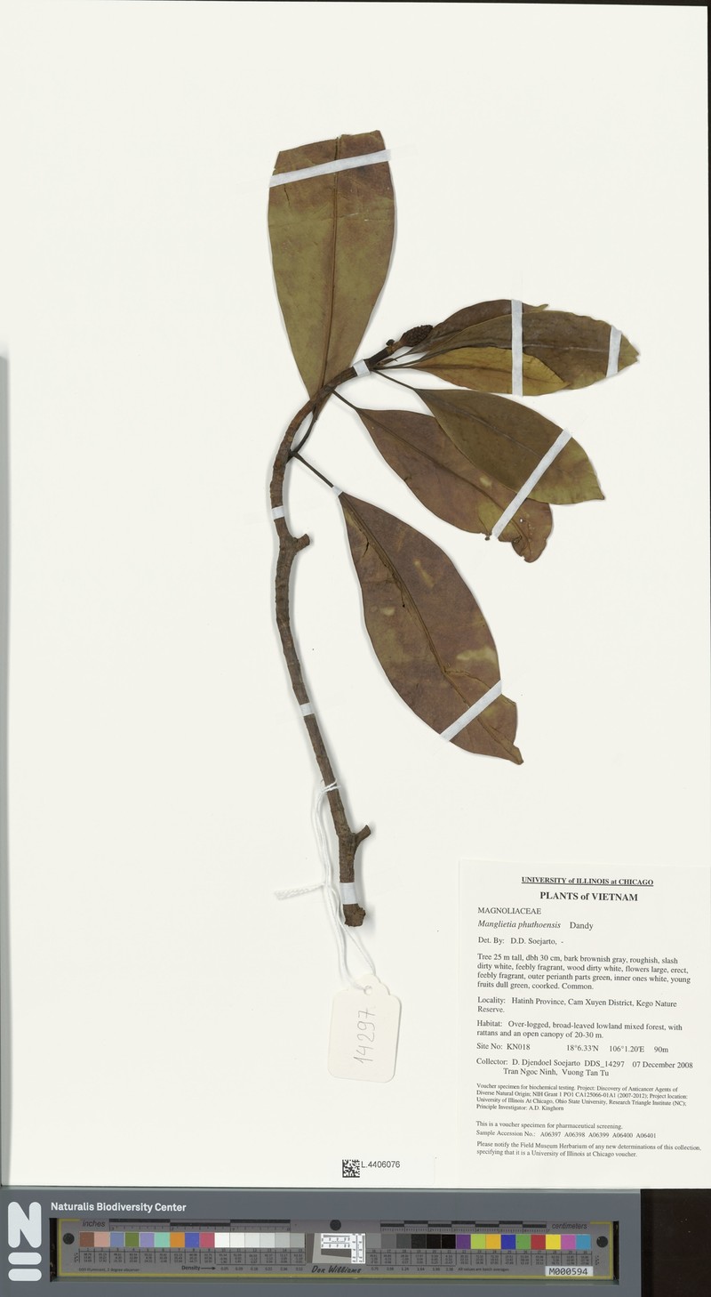 Magnolia chevalieri photo 4