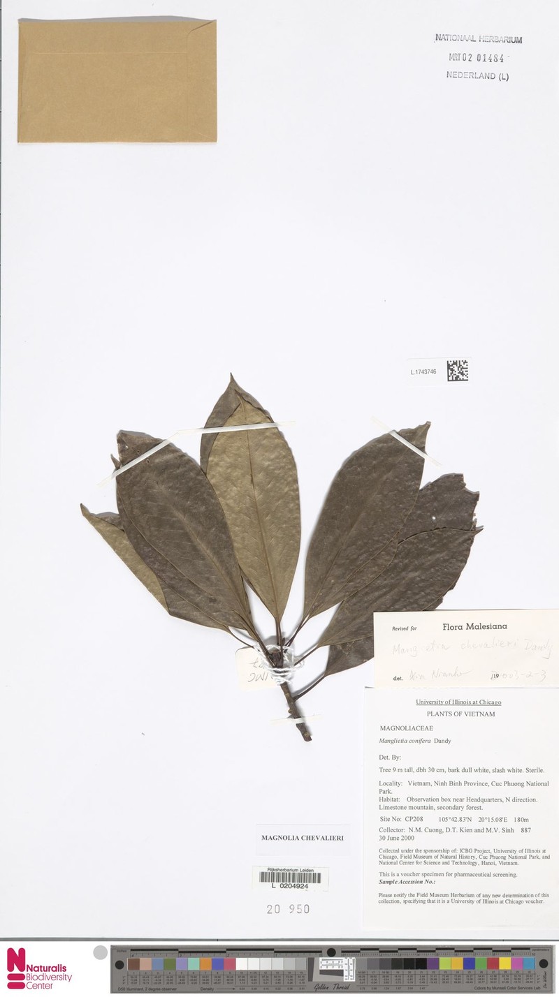 Magnolia chevalieri photo 6