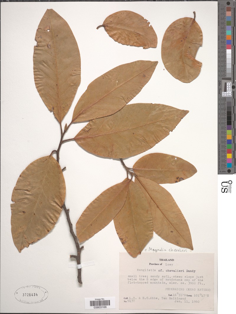 Magnolia chevalieri photo 8