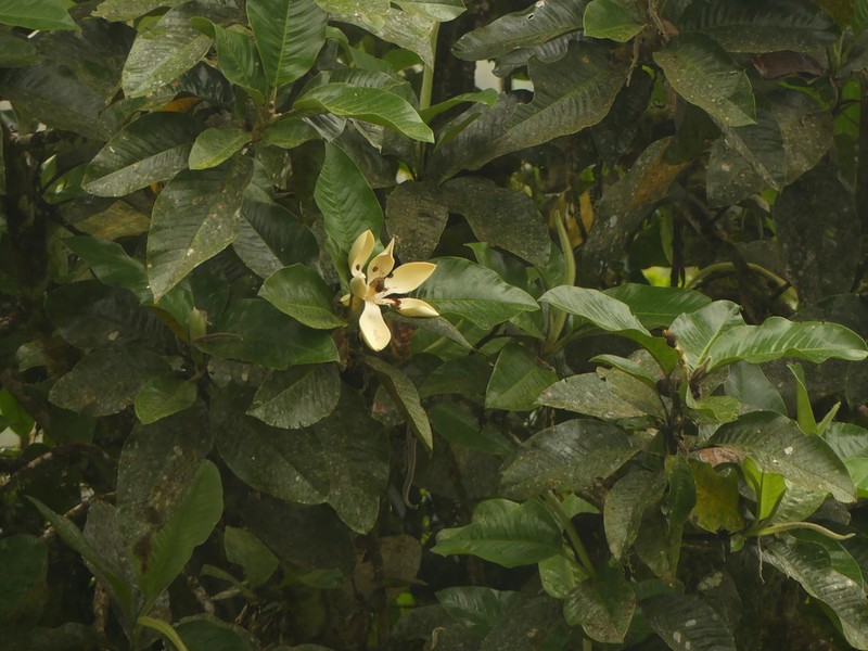 Magnolia chiguila