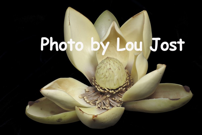 Magnolia chiguila photo 2