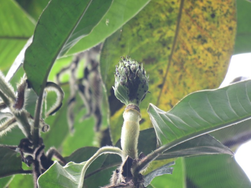 Magnolia chiguila photo 3