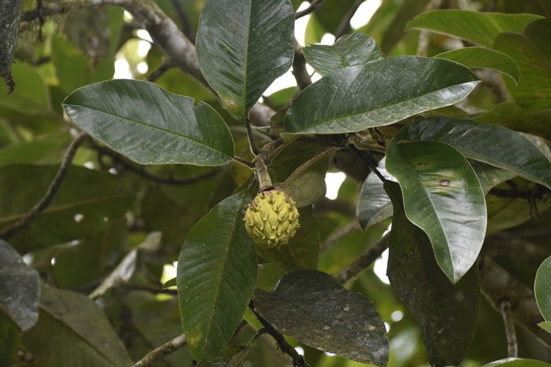 Magnolia chiguila photo 4