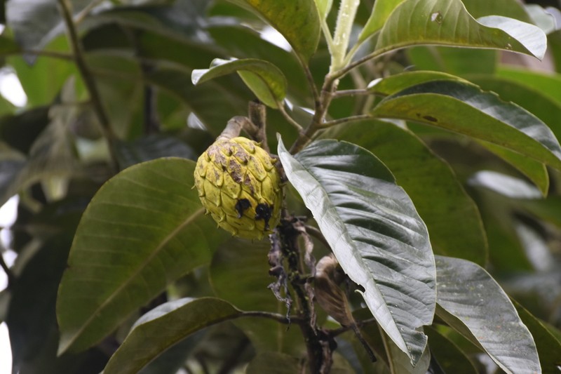 Magnolia chiguila photo 6