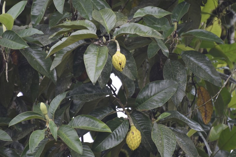Magnolia chiguila photo 7