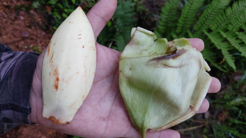Magnolia chiguila photo 8
