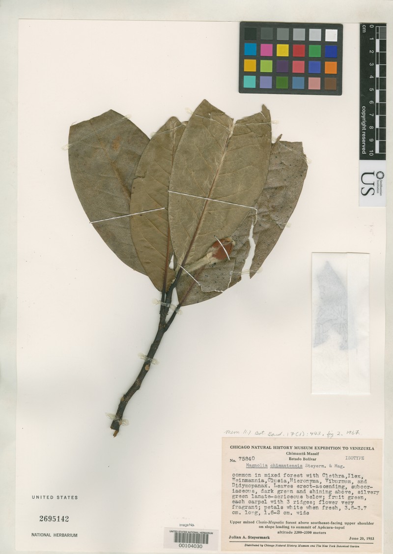 Magnolia chimantensis