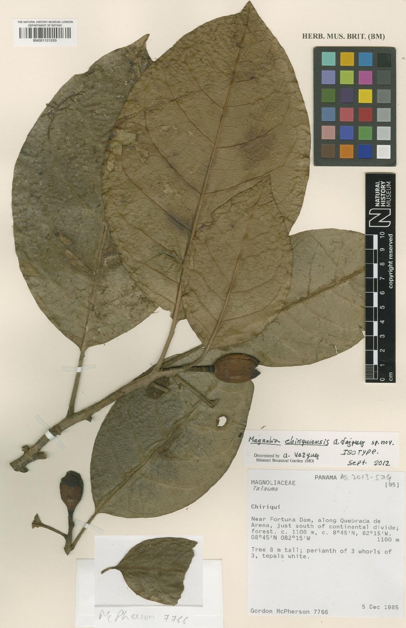 Magnolia chiriquiensis