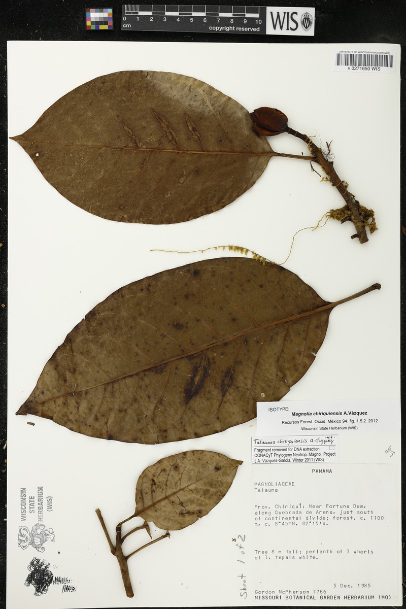 Magnolia chiriquiensis photo 2
