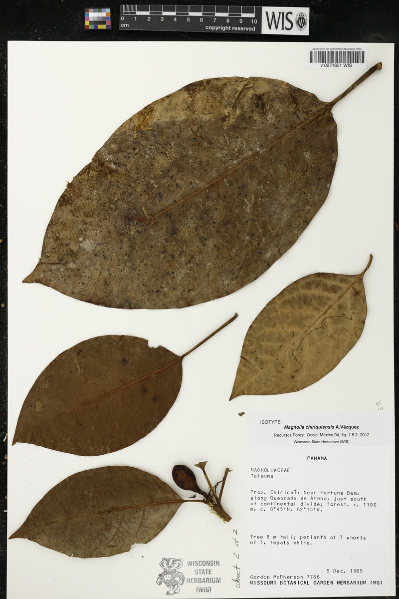 Magnolia chiriquiensis photo 3