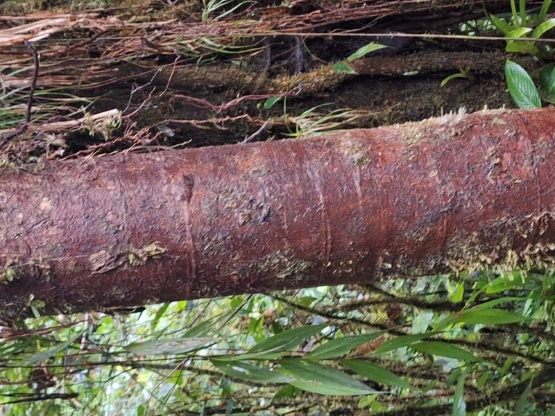 Magnolia chocoensis
