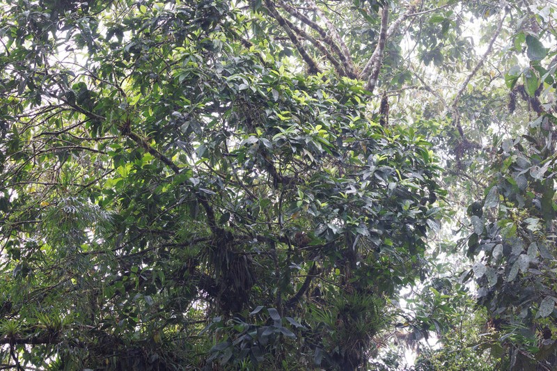 Magnolia chocoensis photo 2
