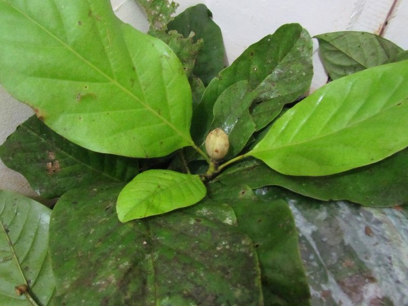 Magnolia chocoensis photo 3