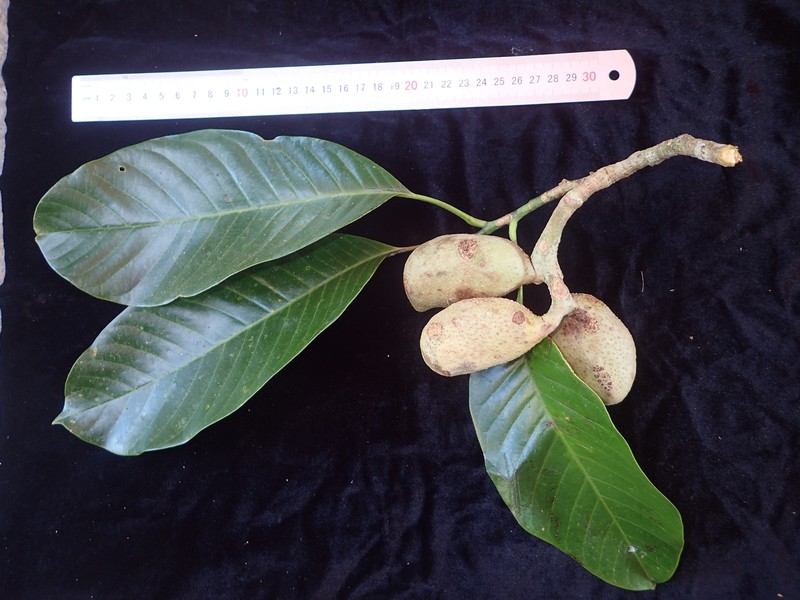 Magnolia citrata photo 2