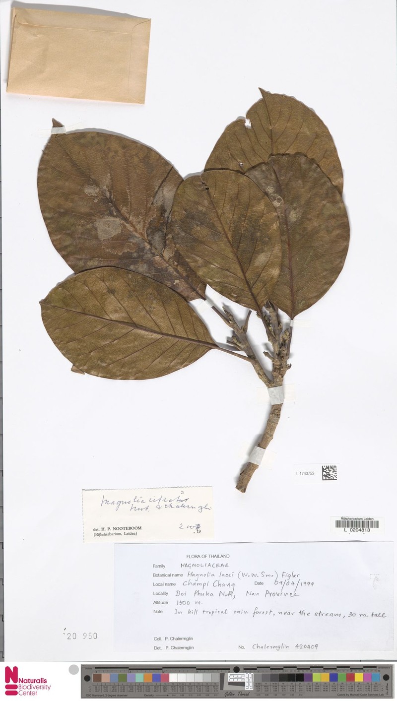 Magnolia citrata photo 3