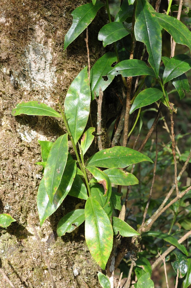 Magnolia clemensiorum