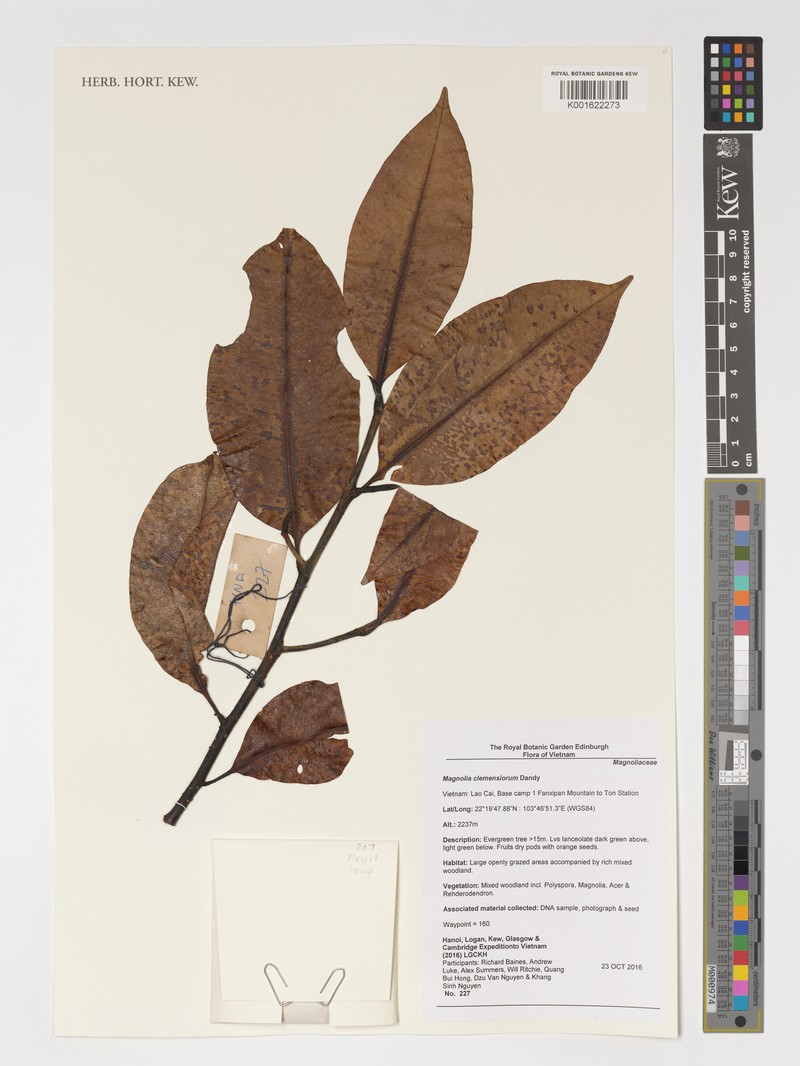 Magnolia clemensiorum photo 2
