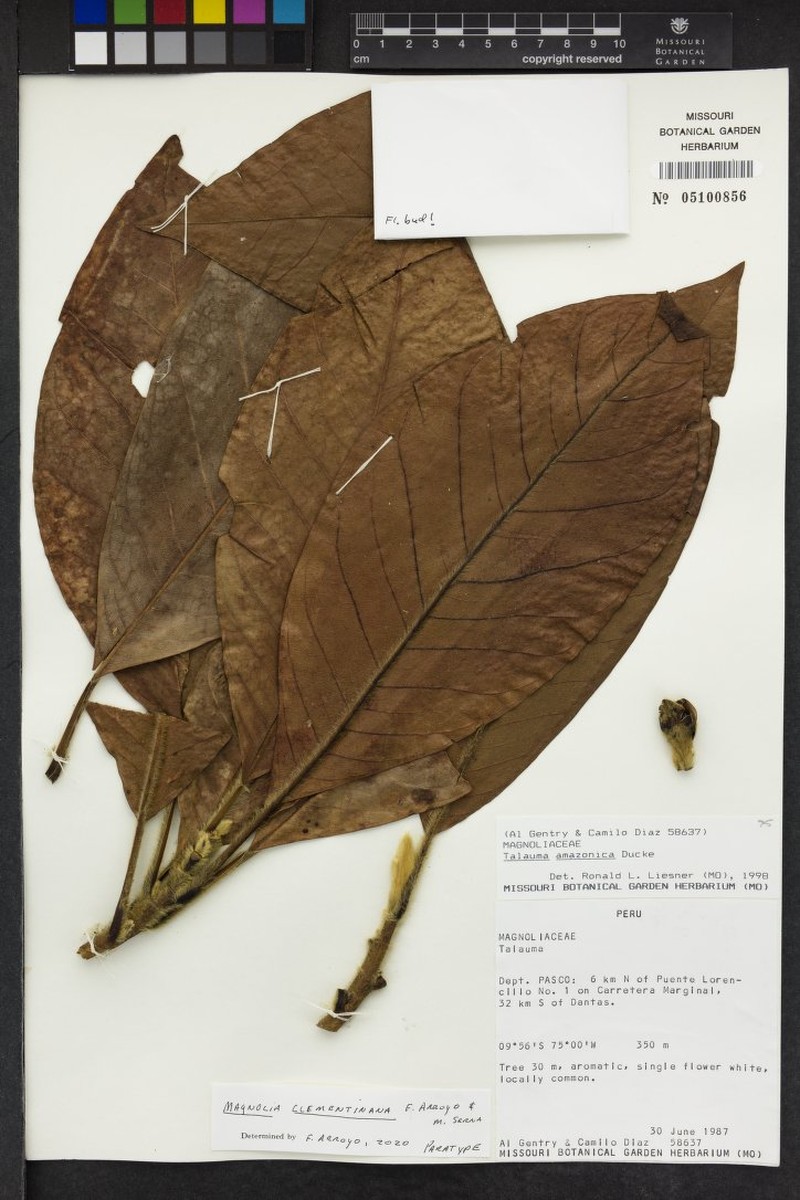 Magnolia clementinana